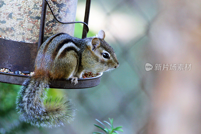 加拿大:东部花栗鼠(Tamias striatus)